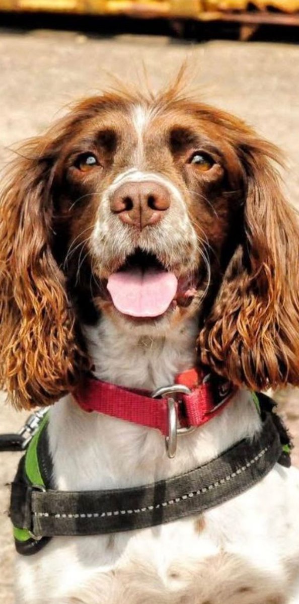 WMP Dog Unit tweet media