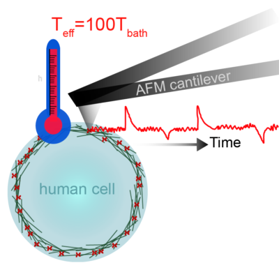 Fischer-Friedrich lab tweet media