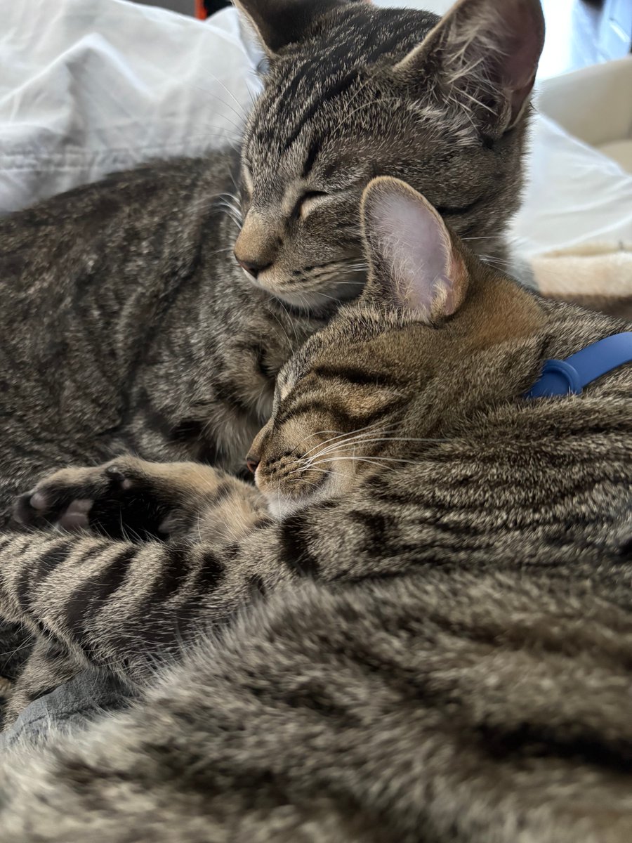 ScottAdamsSays's tweet image. Nap time