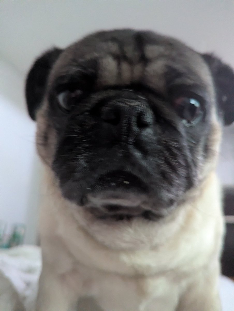 Kylua_2's tweet image. Shout out to @Gogglesvincible .
Follow him for a 🍪