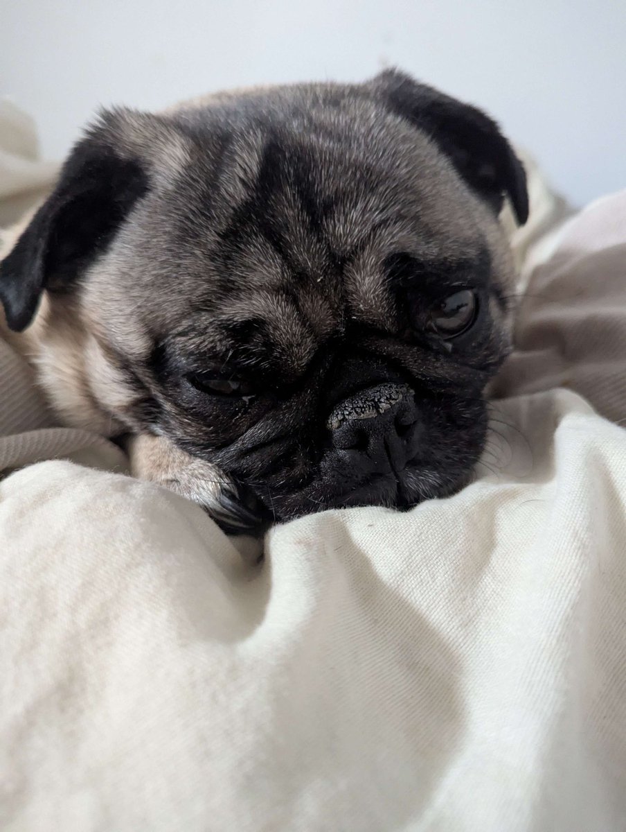 Kylua_2's tweet image. Shout out to @Gogglesvincible .
Follow him for a 🍪