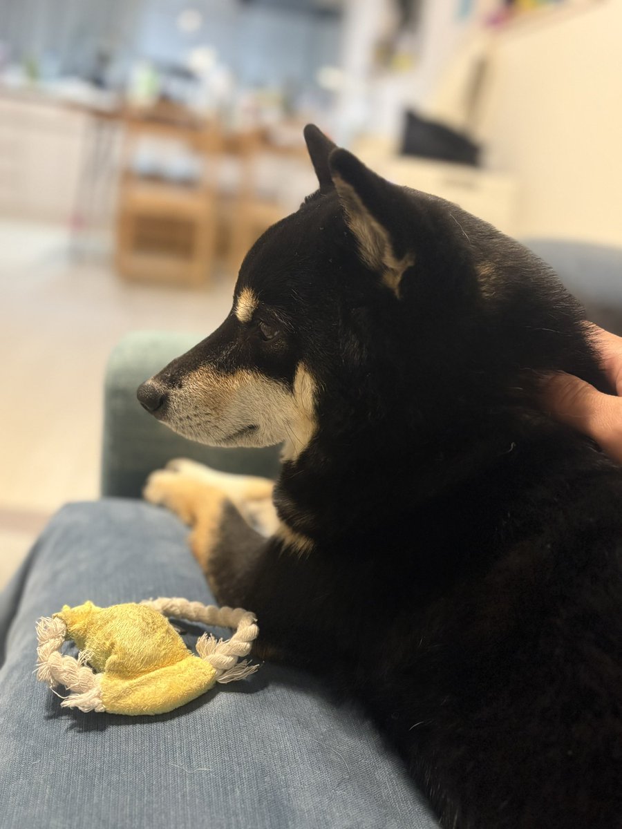 もにまるず しばいぬ 黒 もにまるず しばいぬ 黒 ⁄ 黒柴のまる し