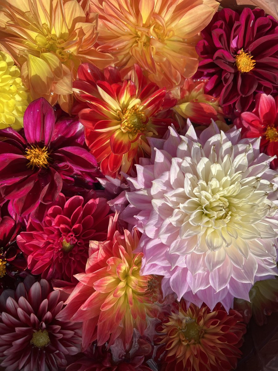 🍇 ゆゆまる ♋️ (@yuyumaru_718) / Posts / X