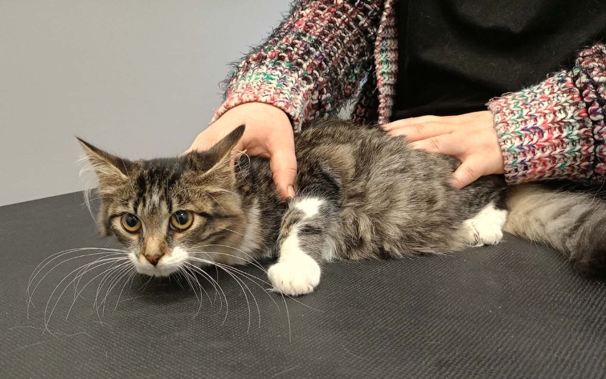 Kubuś walczy o życie z najtrudniejszym przeciwnikiem... z FIP 😭 To walka długa, trudna i bardzo kosztowna...

Bez wsparcia na zakup leku, Kubuś nie ma szans 💔
Dlatego PROSZĘ, nie skreślajmy go ‼️🙏
1 zł, 1 RT to tak niewiele, a tak wiele znaczy ‼️
pomagam.pl/kubawalczy