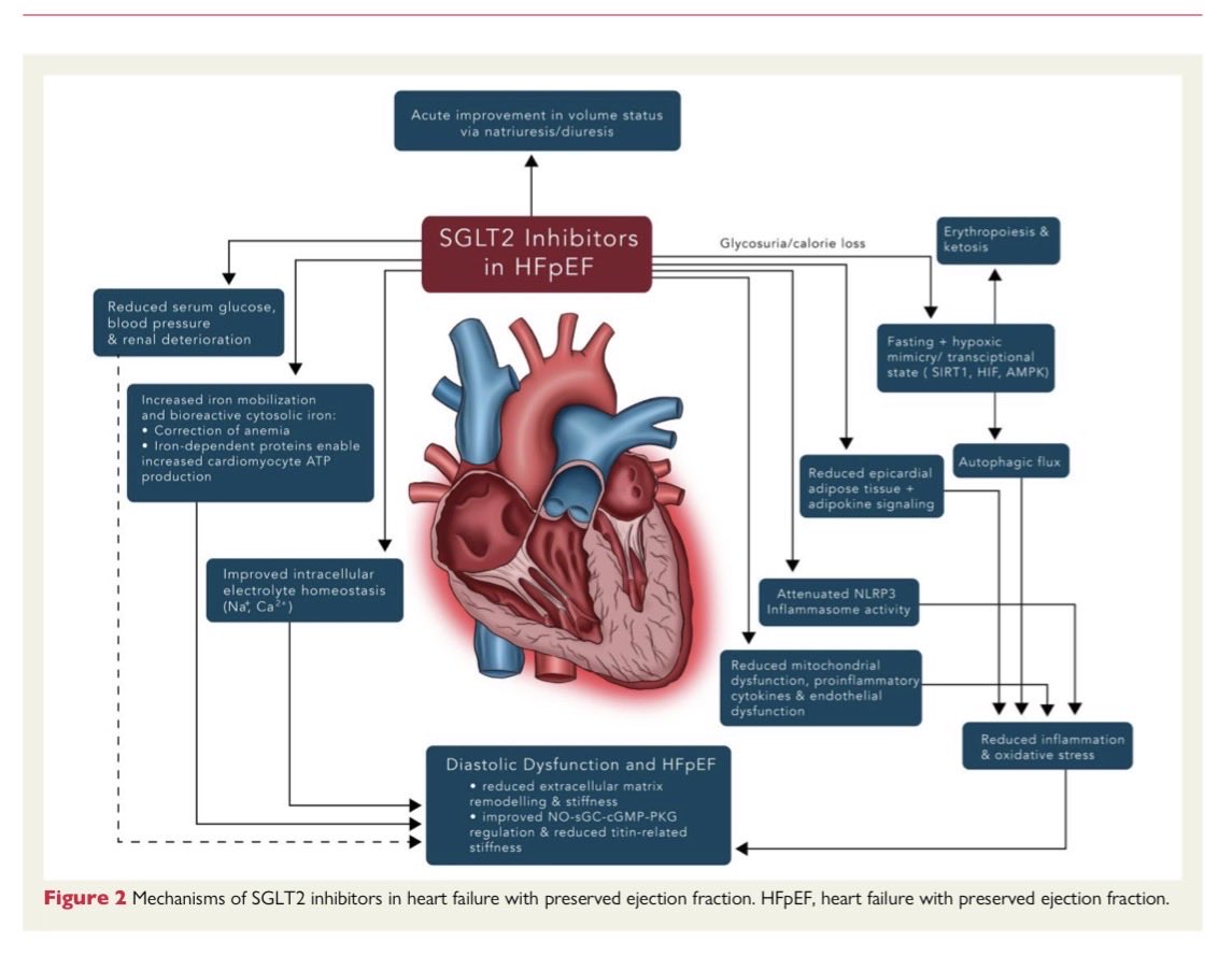 AcidoRinon's tweet image. Yo sé que te esfuerzas mucho y lo celebro pero entendiste una mierda del feedback tubuloglomerular. Revísalo te va a ayudar a entender. 

Tambien estas mezclando penes con manzanas. El efecto no solo es hemodinámico.

doi.org/10.1016/j.jacc…

doi.org/10.1093/eurhea…