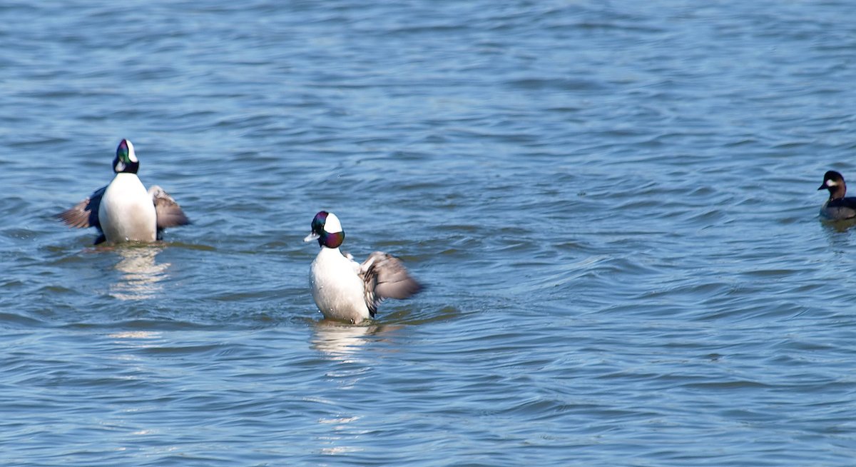 kala61857's tweet photo. Bufflehead Courtship Behavior
2 males competing for one female.
Buffleheads (Bucephala albeola)
White Rock Lake, Dallas Texas
https://t.co/dliztTCtOb
#winterducks #duck #lakebirding #wildlifephotography #courtship https://t.co/RzOfsf4tgZ