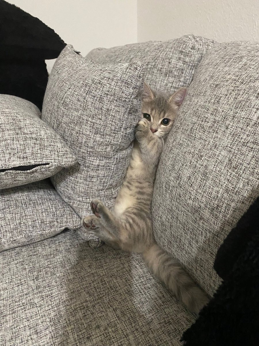 The Pets 𝕏 (@thepetsx) on Twitter photo 