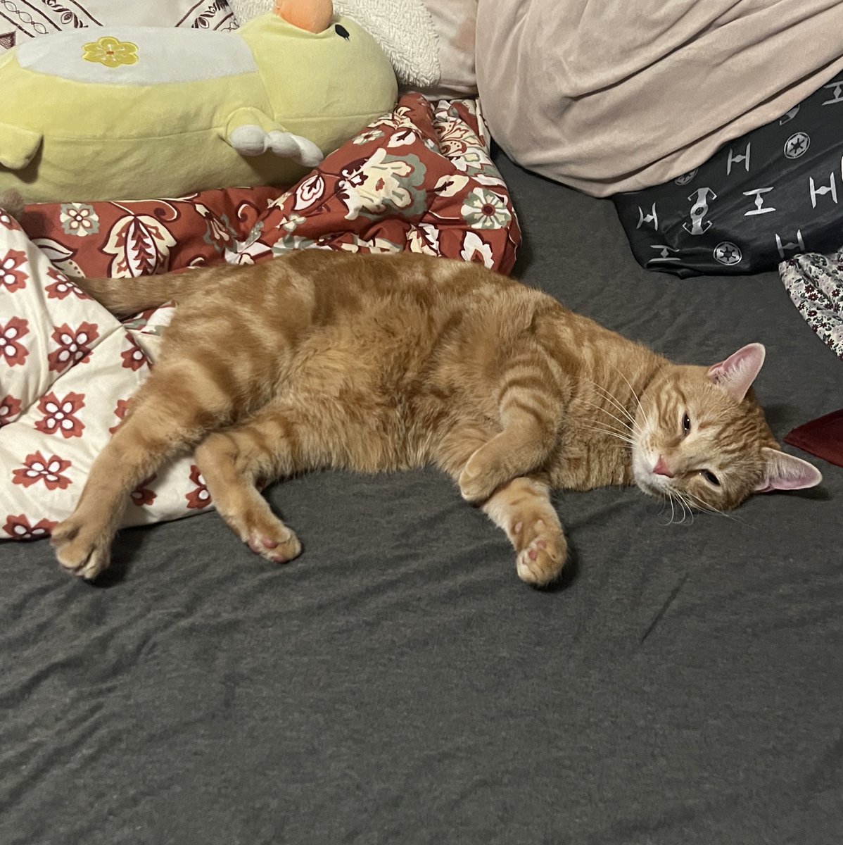 walkupkitties's tweet image. OUR ORANGE IS HOME!!! 🧡🧡 there was a new stray cat outside our house and i asked him to find our nimbus. two hours later, i follow the stray cat around the house and nimbus is on our front porch!! I’m OVER THE MOON that my sweet boy is home!!!