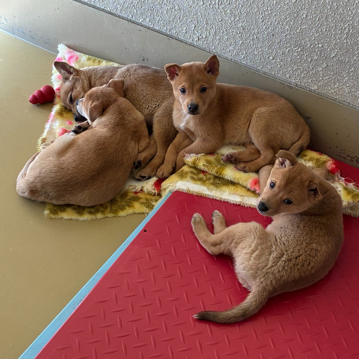tochigi_d_a_s_c's tweet photo. 【譲渡動物情報】
本日より、愛護館で子犬の展示を開始しました。飼い主さんの募集はまだ先になりますが、14頭の子犬たちが皆さんをお待ちしています🐕
明日からの3連休にぜひ遊びに来てください✨
（譲渡開始の時期は、決まり次第センターホームページやXでお知らせします） https://t.co/MgzF9LvkcV