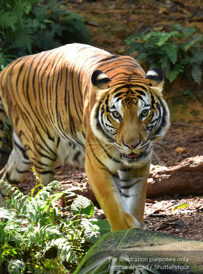 NewsBFM's tweet photo. The steep decline of the Malayan tiger population is a national crisis, with the species on the brink of extinction, said the Consumers' Association of Penang.

Its disappearance would destabilise forest ecosystems and erase a national heritage defining Malaysia’s identity, said president Mohideen Kader.

🧵1