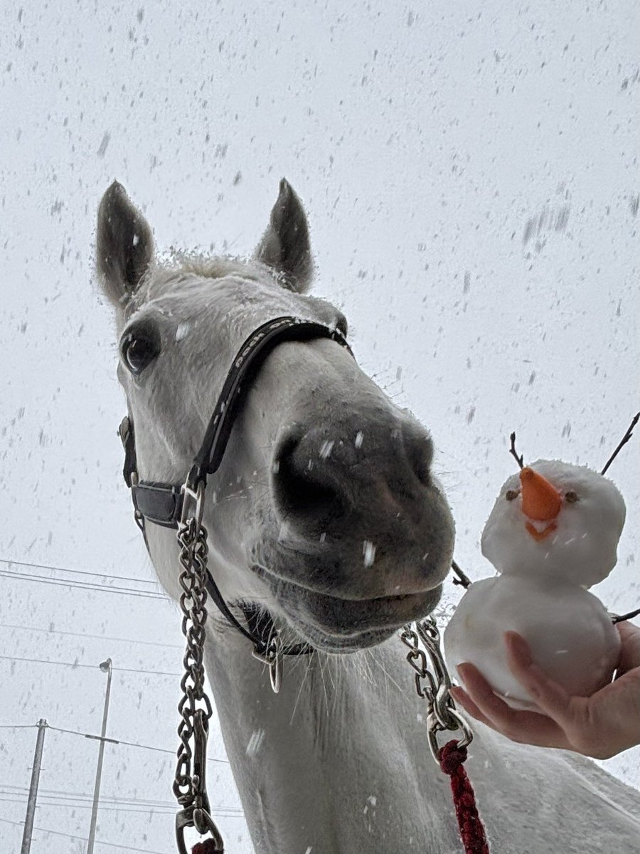 JRA札幌競馬場【公式】 (@JRASapporoRC) / Posts / X