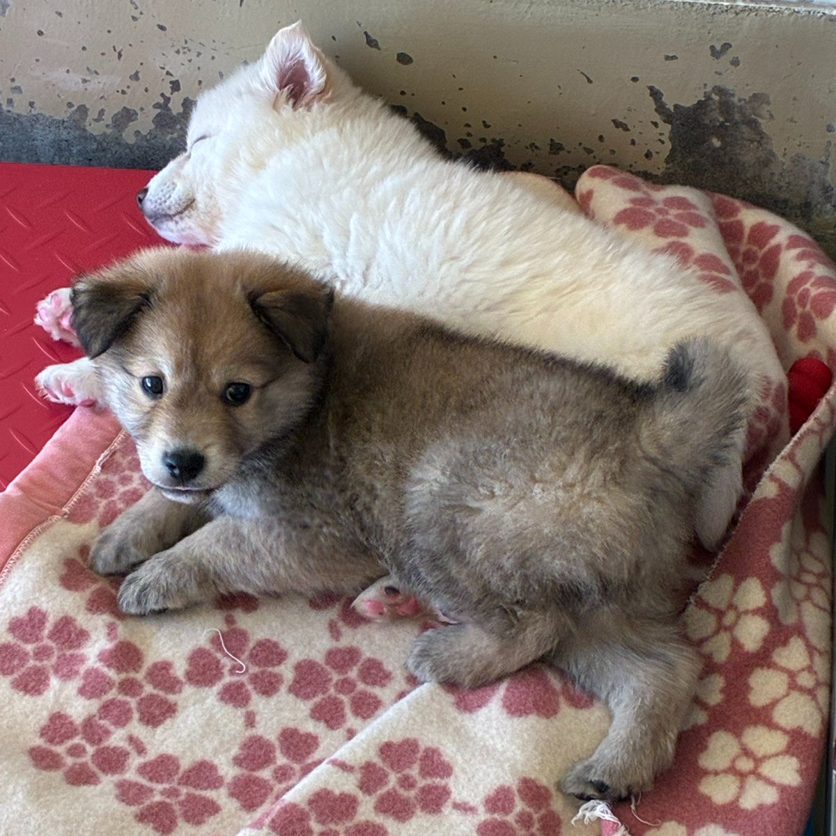 tochigi_d_a_s_c's tweet photo. 【譲渡動物情報】
本日より、愛護館で子犬の展示を開始しました。飼い主さんの募集はまだ先になりますが、14頭の子犬たちが皆さんをお待ちしています🐕
明日からの3連休にぜひ遊びに来てください✨
（譲渡開始の時期は、決まり次第センターホームページやXでお知らせします） https://t.co/MgzF9LvkcV