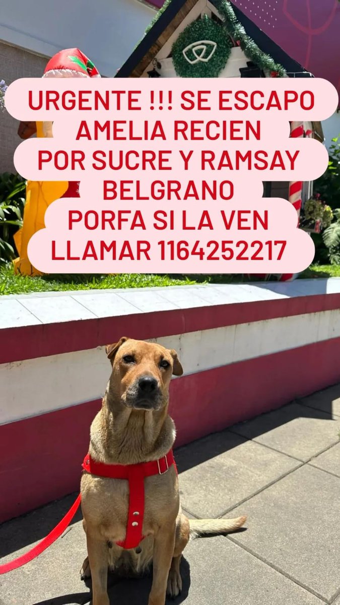 Tabyta201's tweet image. 🚨AYUDEN a compartir esta bb?
Por pampa hacia Cabildo. BELGRANO