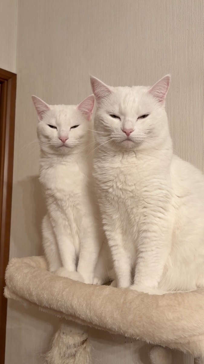 pom_powa_nyan's tweet image. これはエアコンの風が当たる場所を見付けてしまった時の顔です