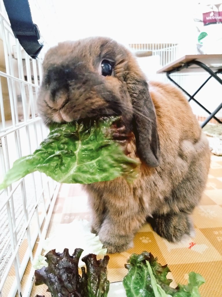 今日はサニーレタス🥬