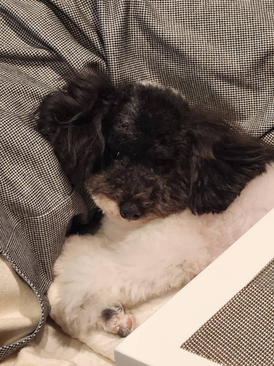 vaniranomama's tweet photo. おはようございます☀
おすましオレオ🐶

#トイプードル 
#多頭飼い 
#犬のいる幸せ https://t.co/TzkZvEz0dn
