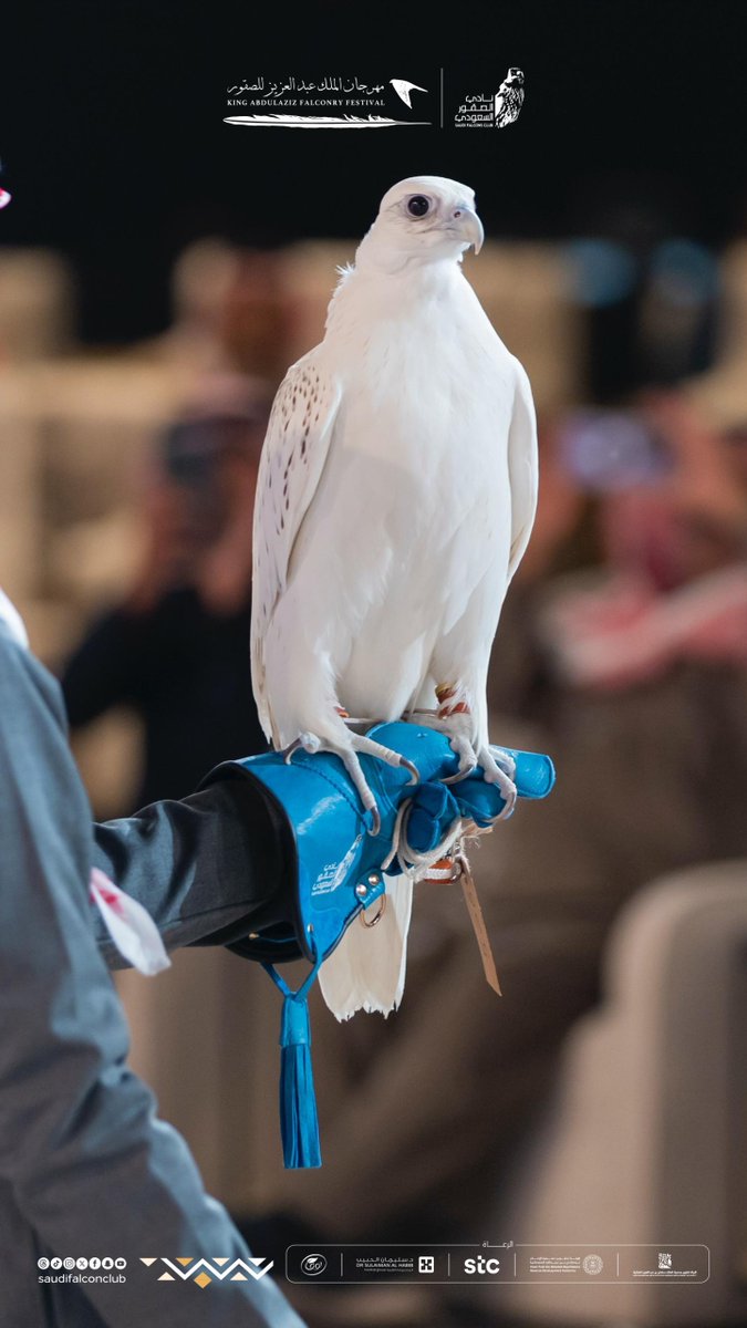 نادي الصقور السعودي Saudi Falcons Club tweet media