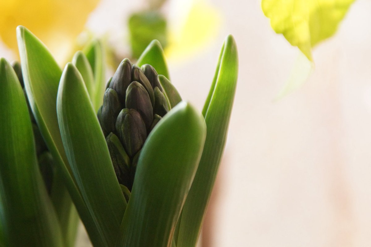 ( *˘o˘)☆ﾟ｡+｡Good★Morning｡+｡ﾟ☆
おはようございます。