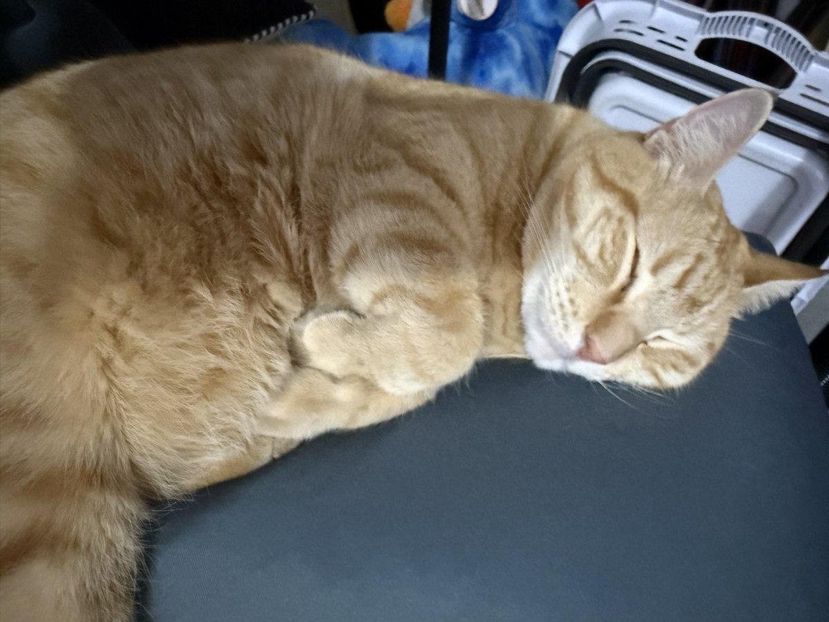 Depunked's tweet image. Look at him. Sleeping away as if nothing is going on in the world. MUST BE NICE!!! 😮‍💨