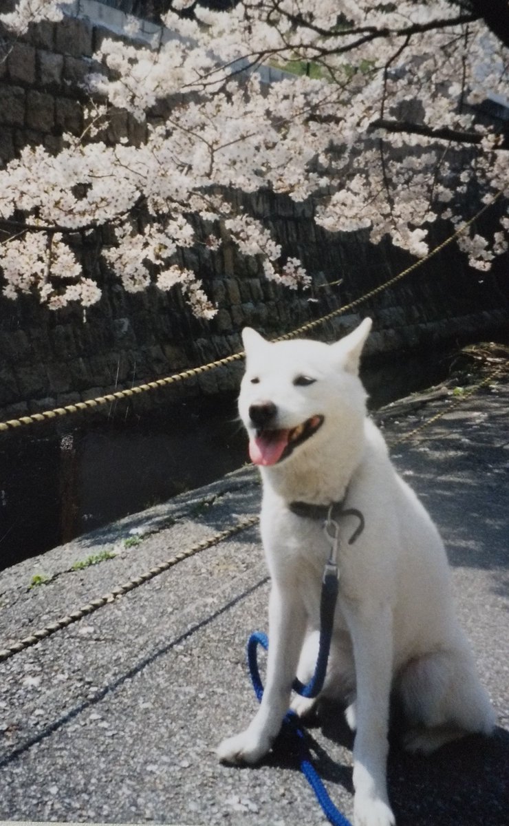 白犬忌🐶　見送ってから19年になるけど忘れた事はない。
