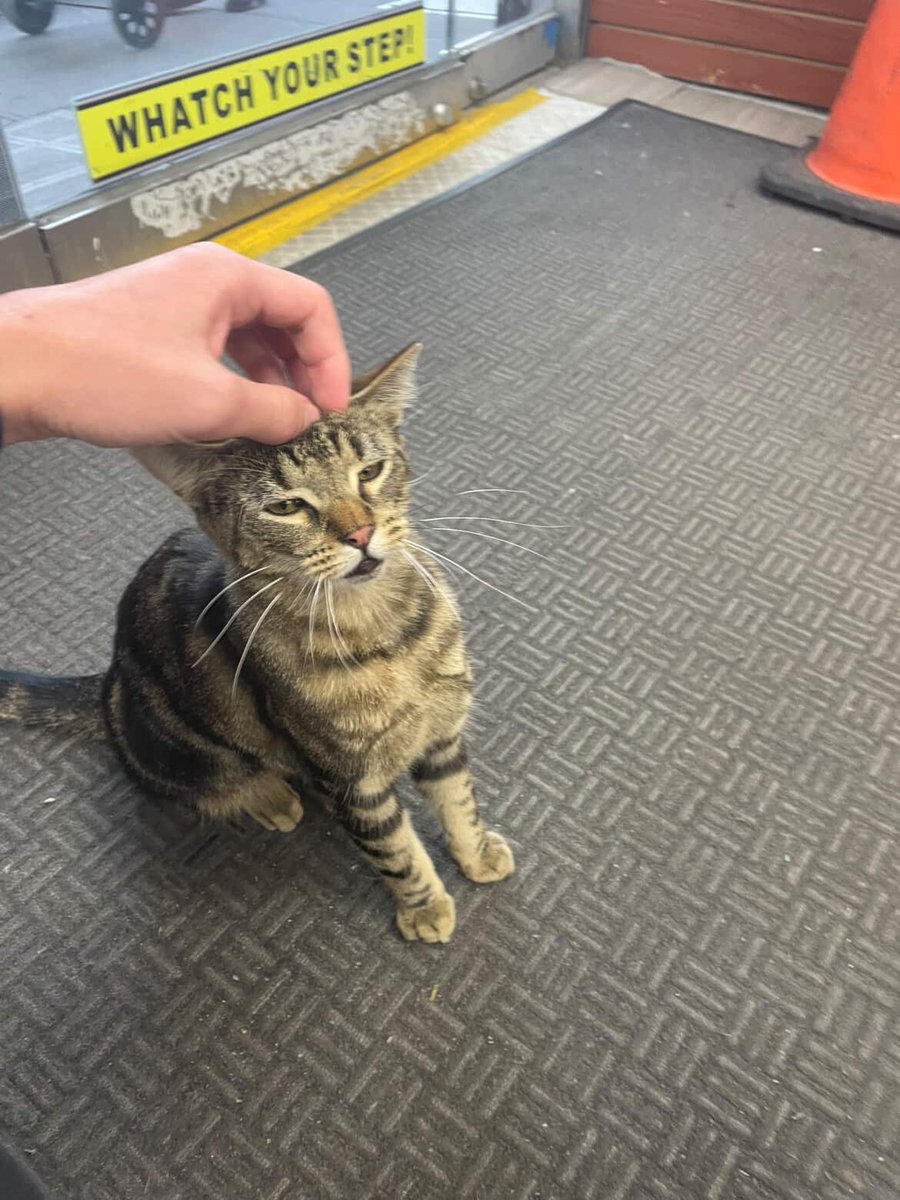 Bodega Cats (@bodegacats_) on Twitter photo 