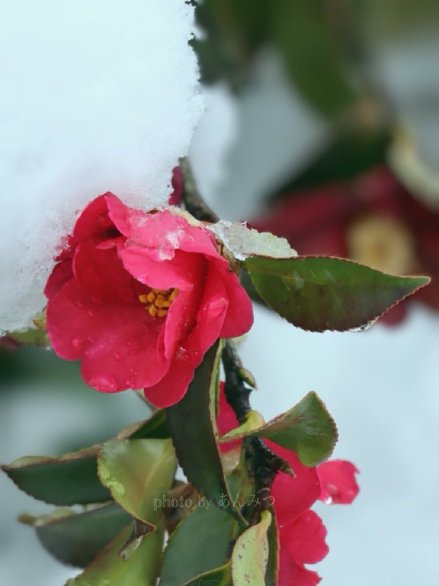 ☆あんみつ☆ (@BiDwVv7B2Uh5VYR) / Posts / X