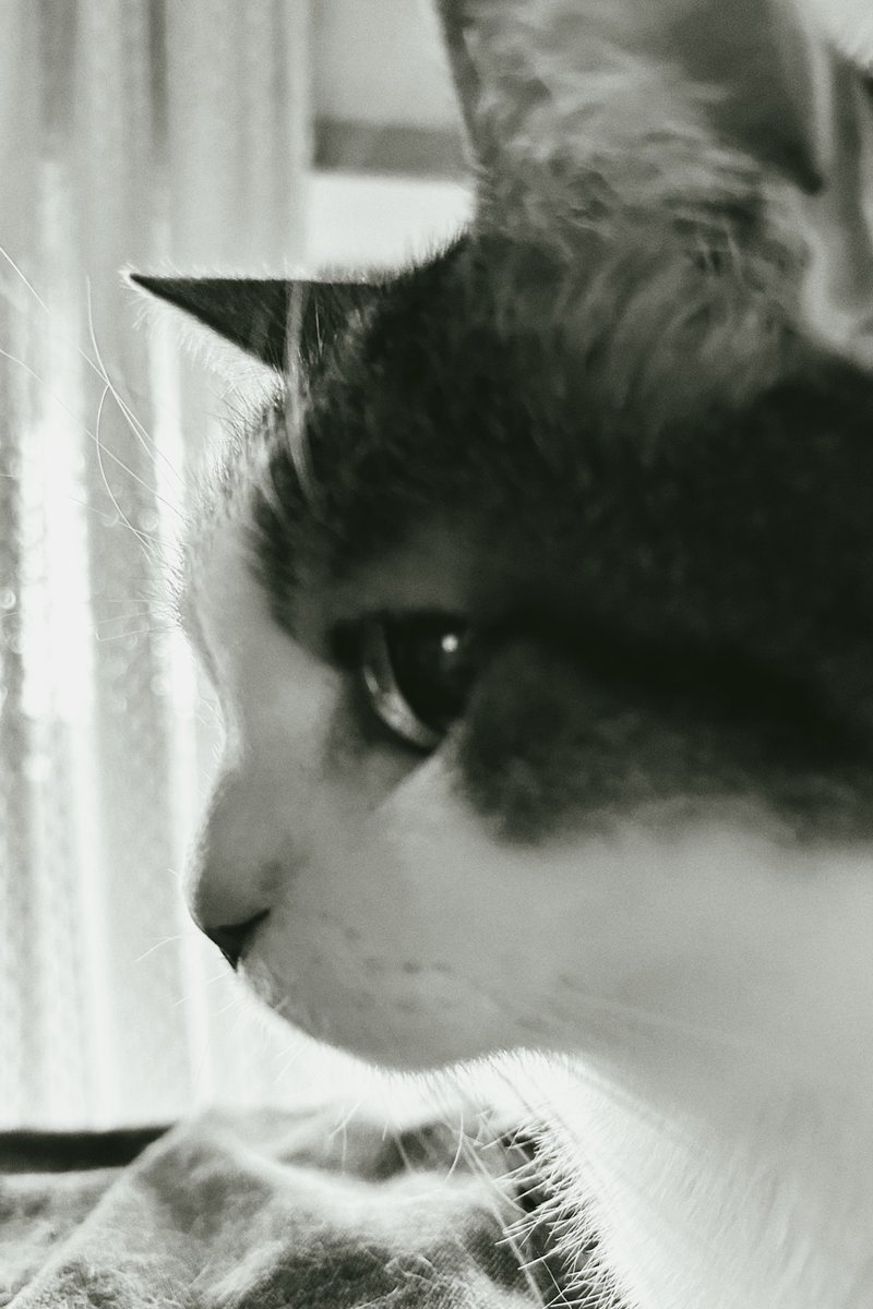 おはようございますฅ(*ΦωΦ*) ฅ

#うちの猫 
#保護猫