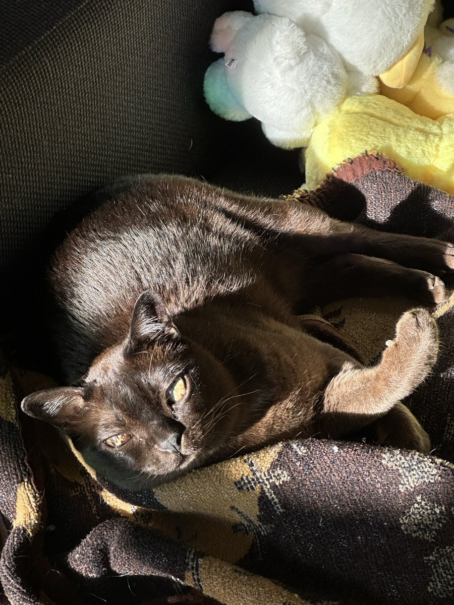 he is Basking