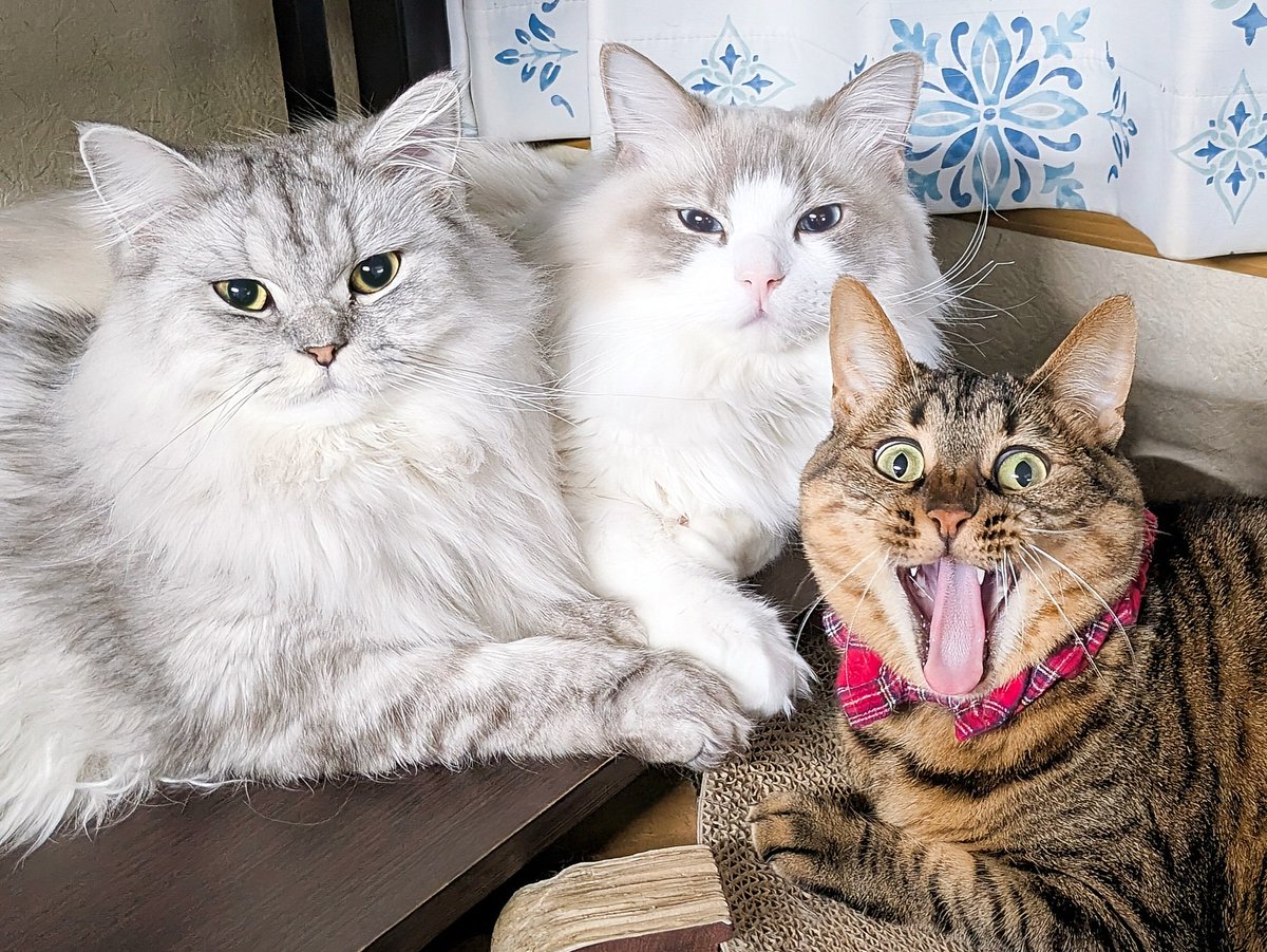 紫苑 (@shion259) / Posts / X