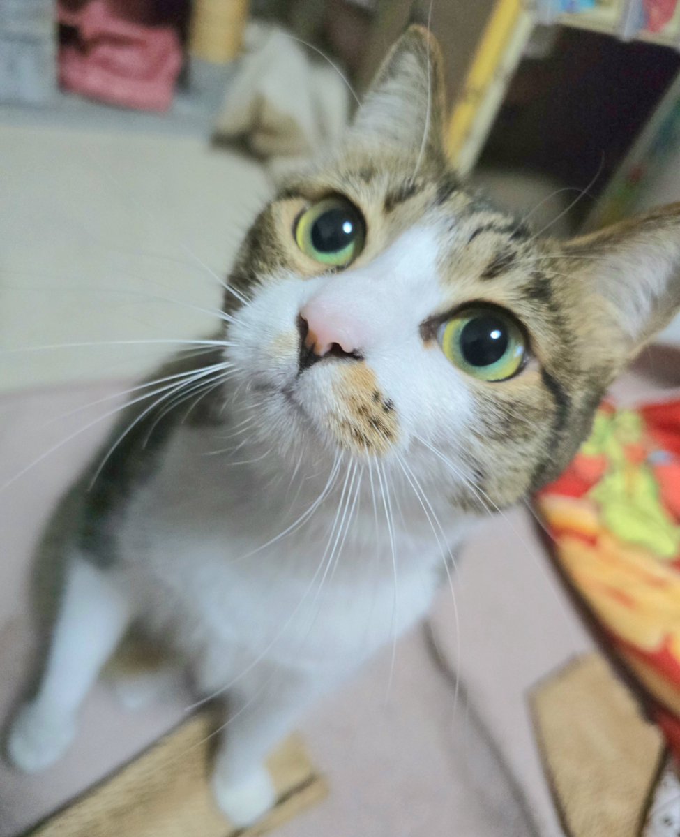 まりもちゃん！と🧌 (@marimo2021915) / Posts / X