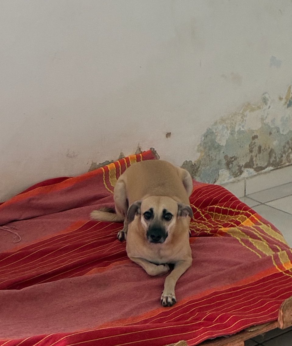 projetojpp's tweet image. amigos, sabemos que todo mundo tá se recuperando do fim de ano e por isso seguramos ao máximo pra não incomodar vocês, mas agora precisamos de ajuda. Temos que comprar ração, medicamentos, fralda do Sansão, produtos de limpeza e tantas coisas mais. 

Você tem R$5,00 para ajudar?