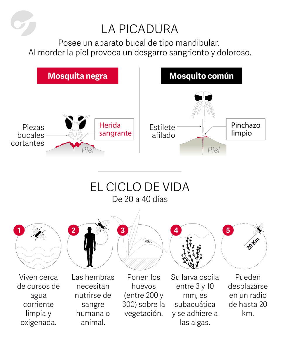 clarincom's tweet photo. ALERTA POR LA “MOSCA NEGRA” EN BUENOS AIRES: QUÉ ES EL BARIGÜÍ

Las altas temperaturas y la humedad favorecieron la proliferación del barigüí en la Ciudad y la Provincia de Buenos Aires. Es un insecto conocido como “mosca negra” que no pica, sino que muerde, provoca dolor, irritación y puede causar reacciones alérgicas. El barigüí se desarrolla en ríos y arroyos con agua corriente, por lo que es difícil de combatir con fumigaciones. 

Especialistas recomiendan usar el mismo repelente que se utiliza habitualmente para los mosquitos porque ayuda, sobre todo si tiene DEET de alta concentración. También se recomienda vestir ropa de mangas largas y pantalones largos para cubrir la piel, de colores claros porque los oscuros atraen a la mosca negra, colocar mosquiteros y evitar zonas cercanas a cursos de agua al amanecer y al atardecer.

Ante una mordedura, se aconseja lavar la zona con agua y jabón lo antes posible, aplicar frío y consultar al médico si hay reacción alérgica.

(+) en Clarín: https://t.co/DpjjBLA68c