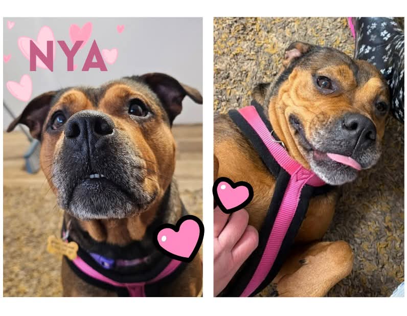 Newbie Nya checking in this Thursday evening ☺️ 
This is me showing me little teethies while waiting (very patiently) for a treat, and me showing me tongue whilst enjoying a lovely belly rub 😀
I'm not ready for my new home just yet but stay tuned folks 🐾 seniorstaffyclub.co.uk