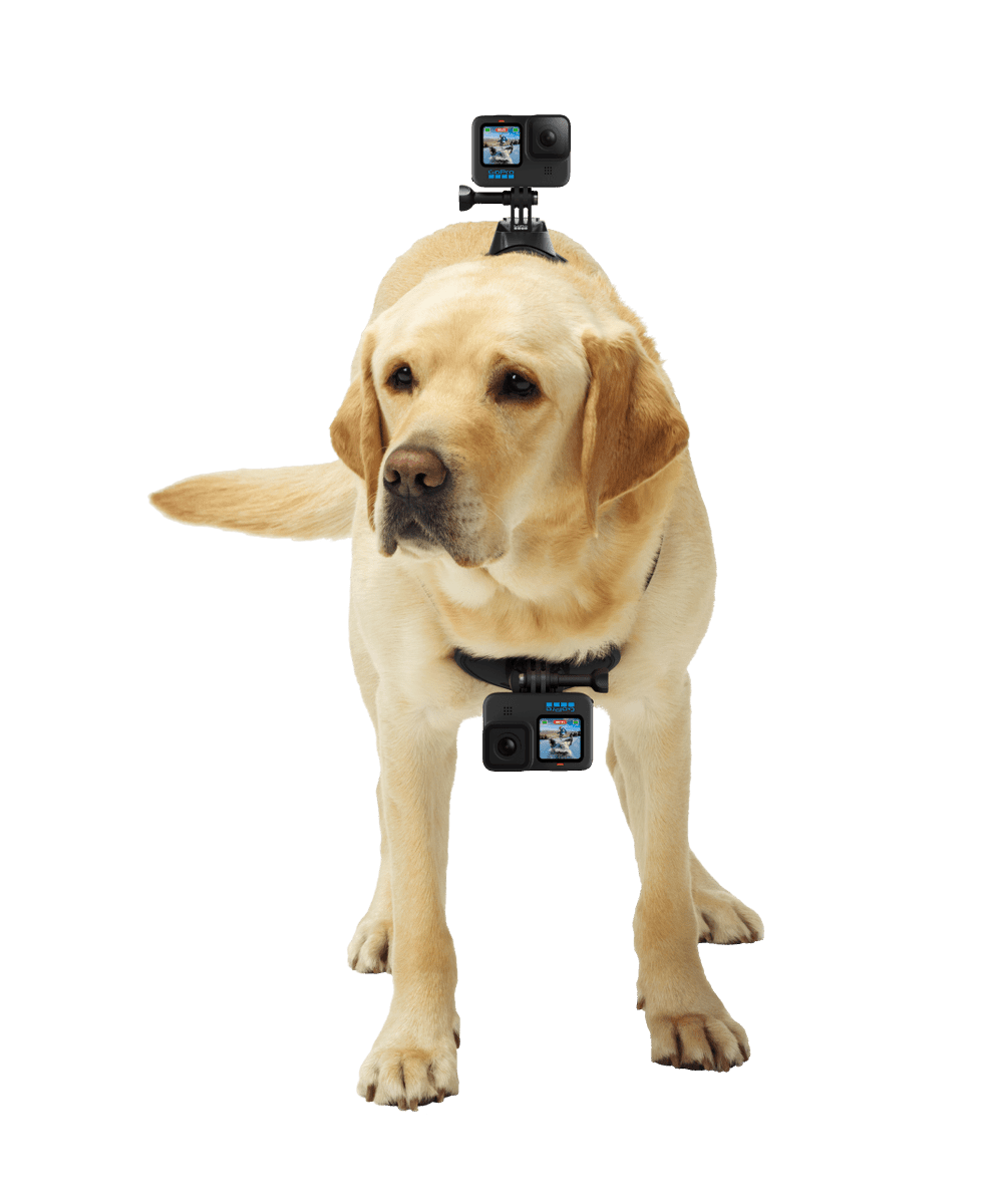 I only get my Sens news from the most reliable source: Dog with a GoPro