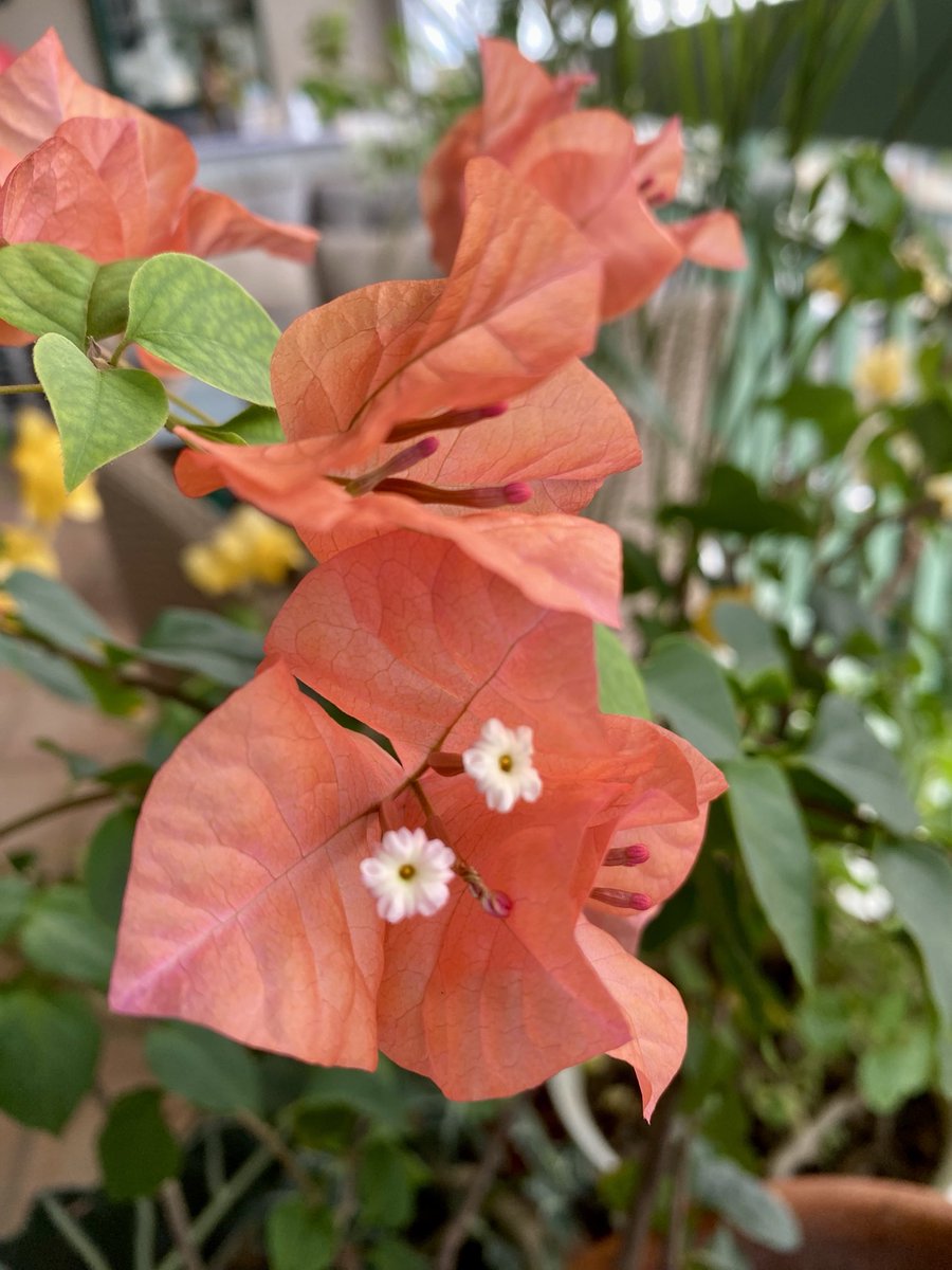 PatriciaSchaefR's tweet photo. #LaVida es bella ❤️ #paz #vida #salud #esperanza #flores #trinitarias #buganvilias https://t.co/f3uaWjyPBy