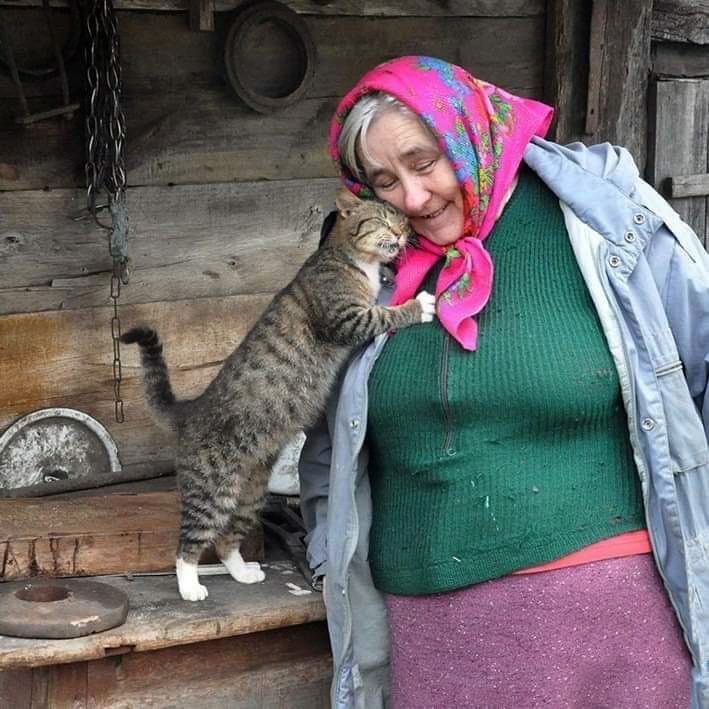 No Cats No Life (@nocatsnolife_m) on Twitter photo 