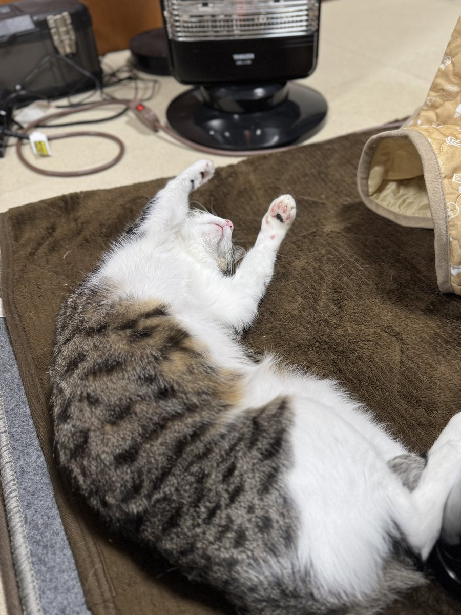 ぎんのねこ (@ginnonekoch) / Posts / X