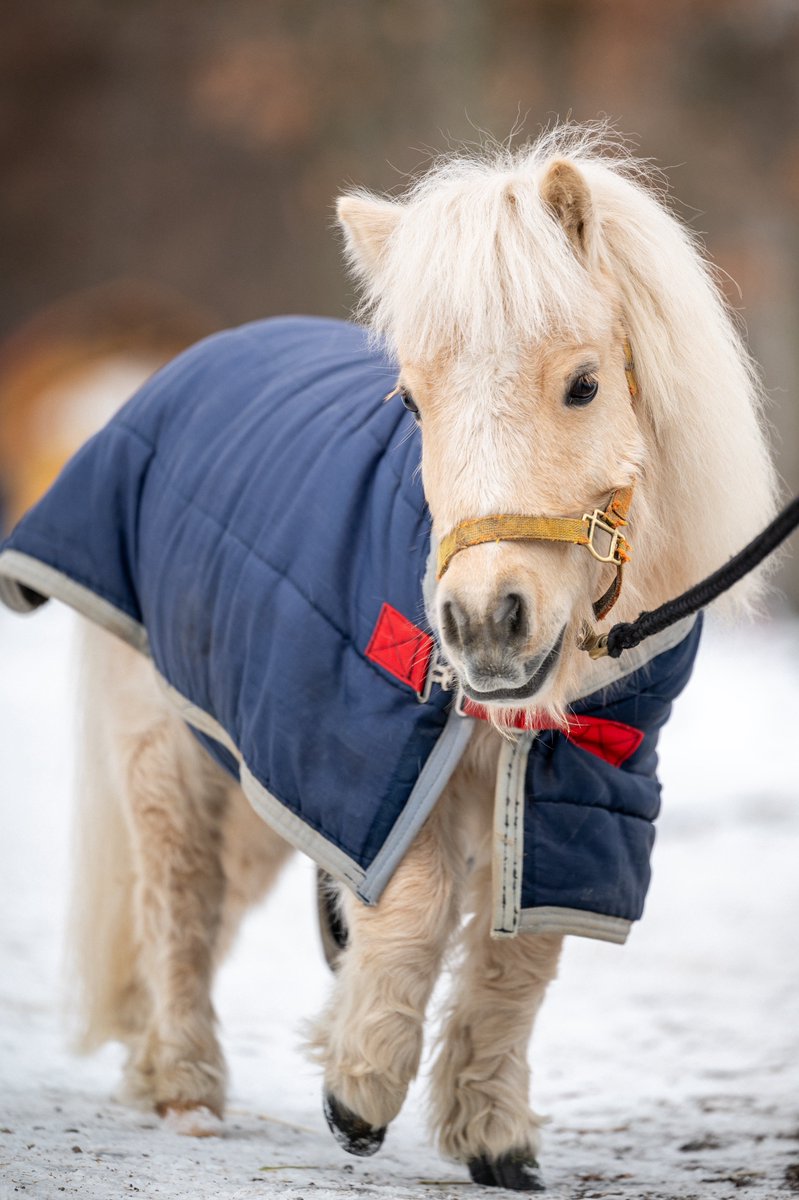 りんりんらんらん。 (@0101Hello) / Posts / X