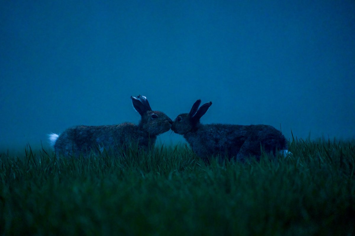 wildlife_HW's tweet photo. 密会
#エゾユキウサギ
#ユキウサギ
#hare https://t.co/0Nit1Aapzw