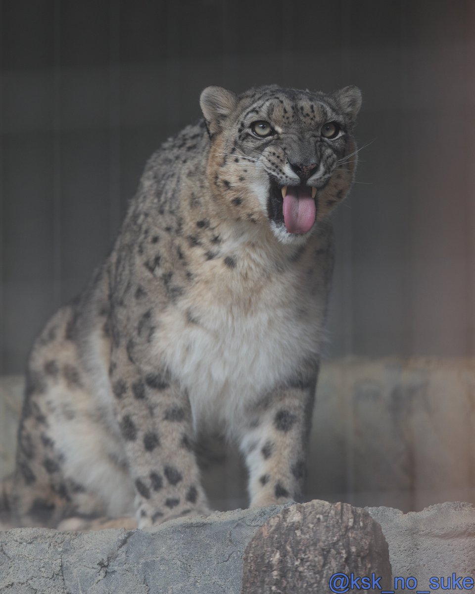 とんすけページです けーすけ (@ksk_no_suke) / Posts / X