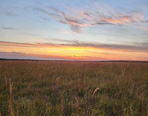 K-State Agronomy tweet media