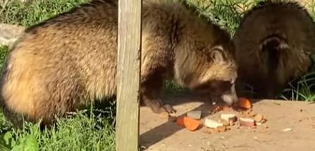 たぬきページ たぬきページ