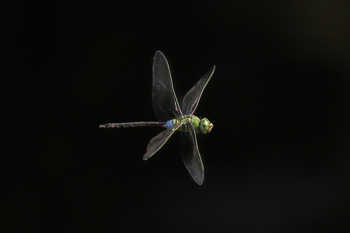 むぎ (@mugimugi_z) / Posts / X