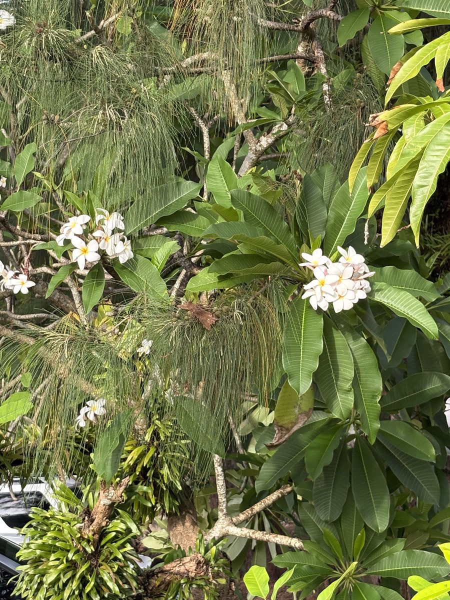 ありんこ (@bfGNMTnfyFQ4d4m) / Posts / X