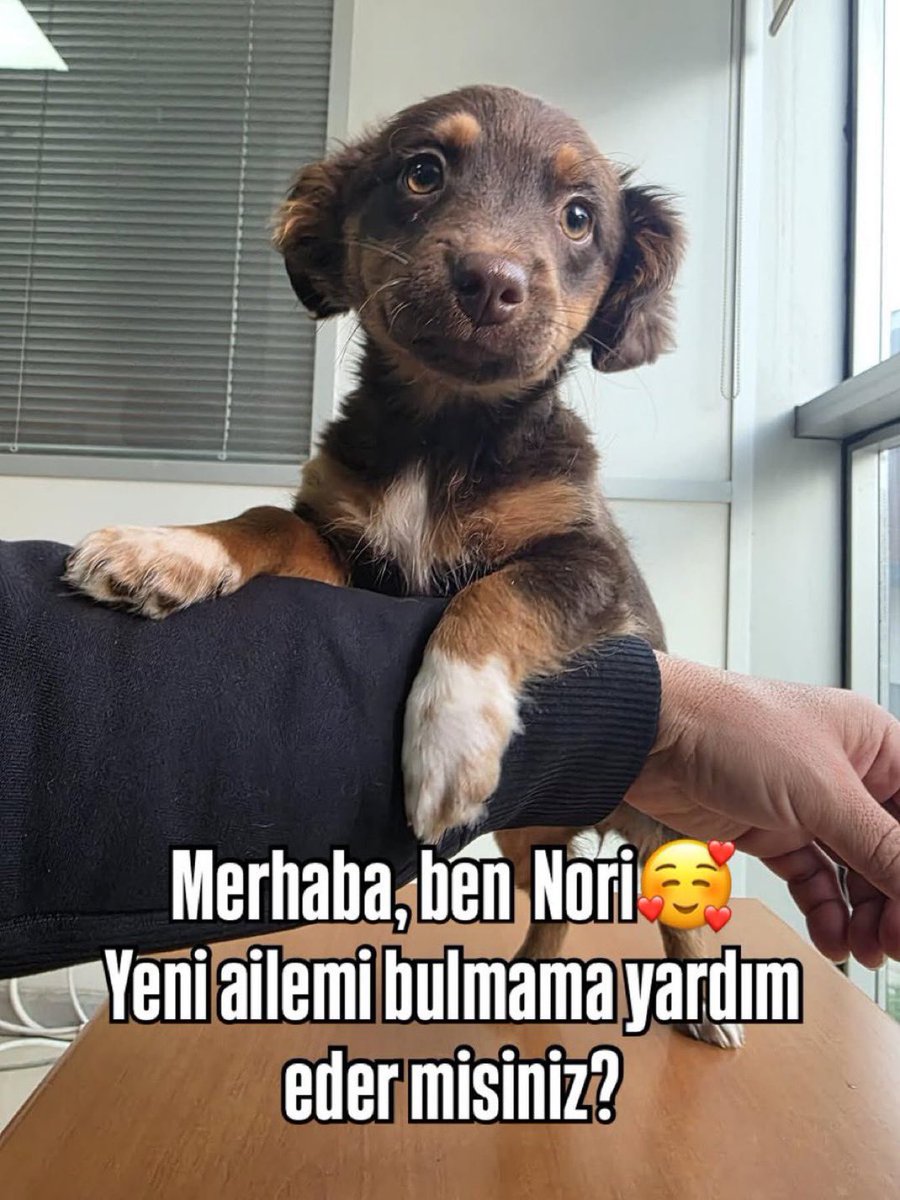 Nori 3 aylık civarı, dünyayı yeni yeni tanımaya başlayan minicik bir erkek bebek. Barınağa bırakılmışken fark edilip korumaya alındı. Karakteri çok tatlı
 #izmir 

<a href="/bipatimutlulukk/">İzmirbipatimutlulukk</a>