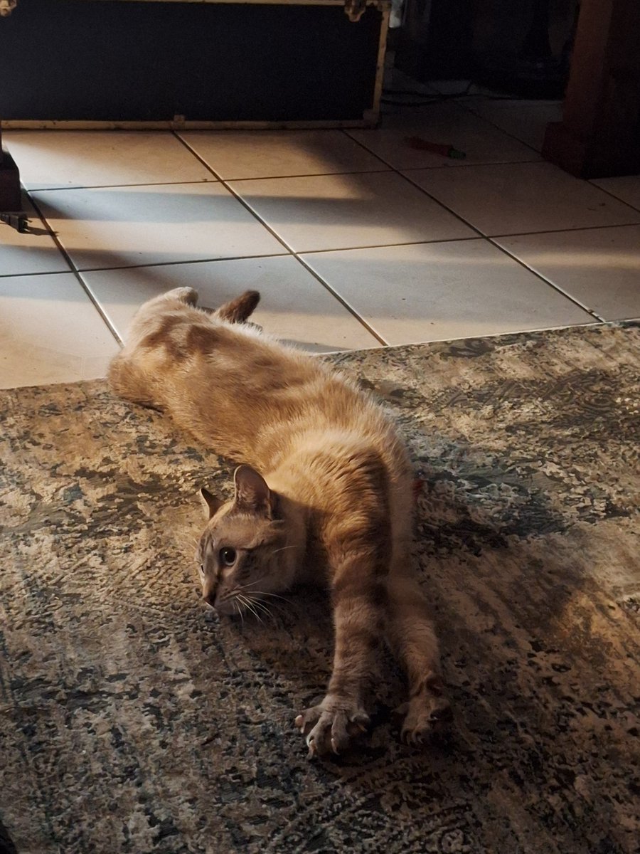 Stretchy Nimbus. Always so photogenic lol