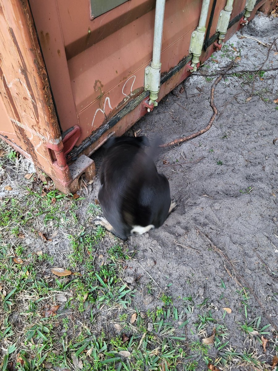 Hudson is a Dog tweet media