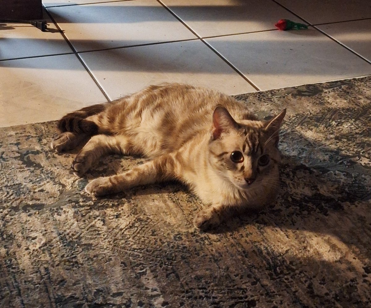 ROSIE'S NEW MOUSE GAME OUT NOW (they/he) (@lav_rosie) on Twitter photo 