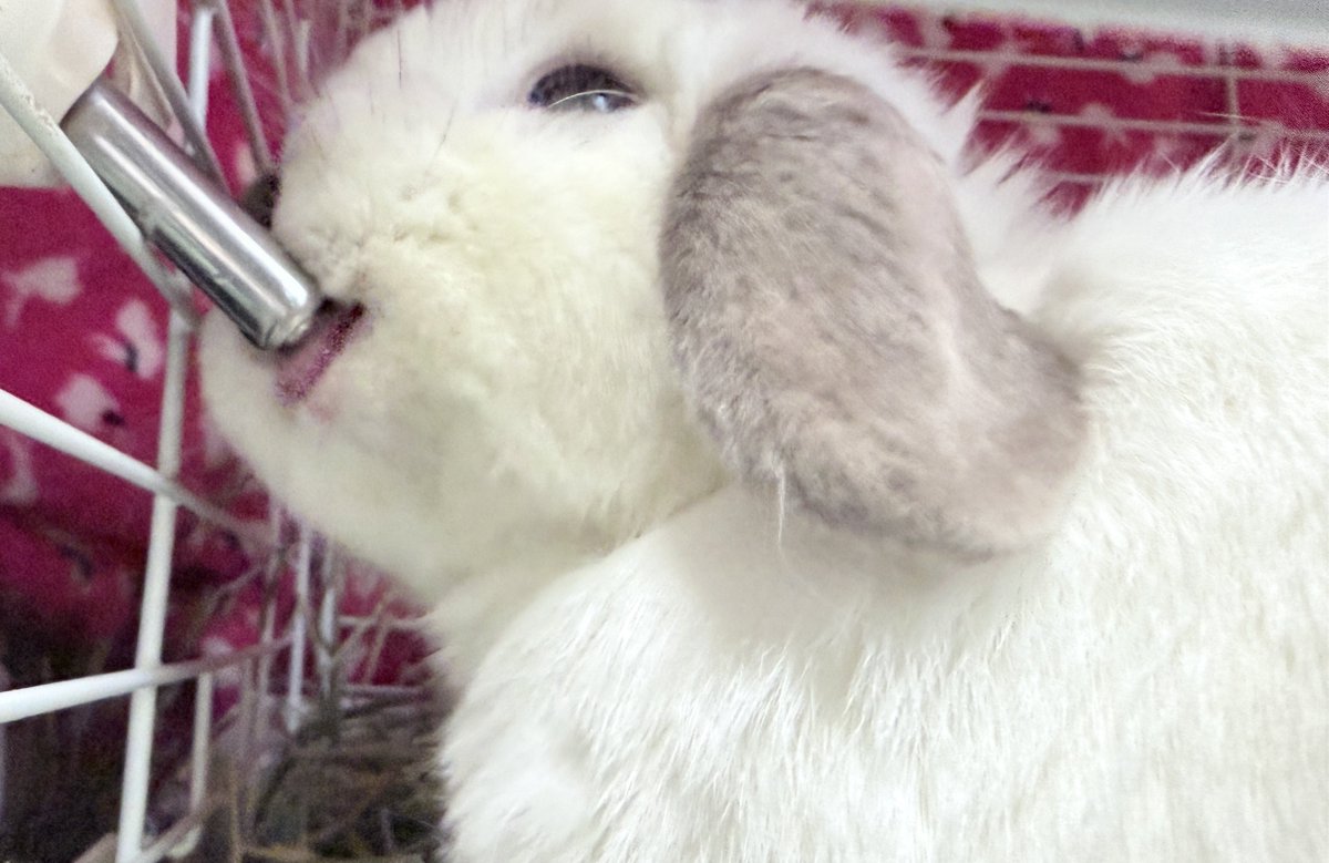 Sakurako_paix's tweet image. お水飲んでえらい✨️