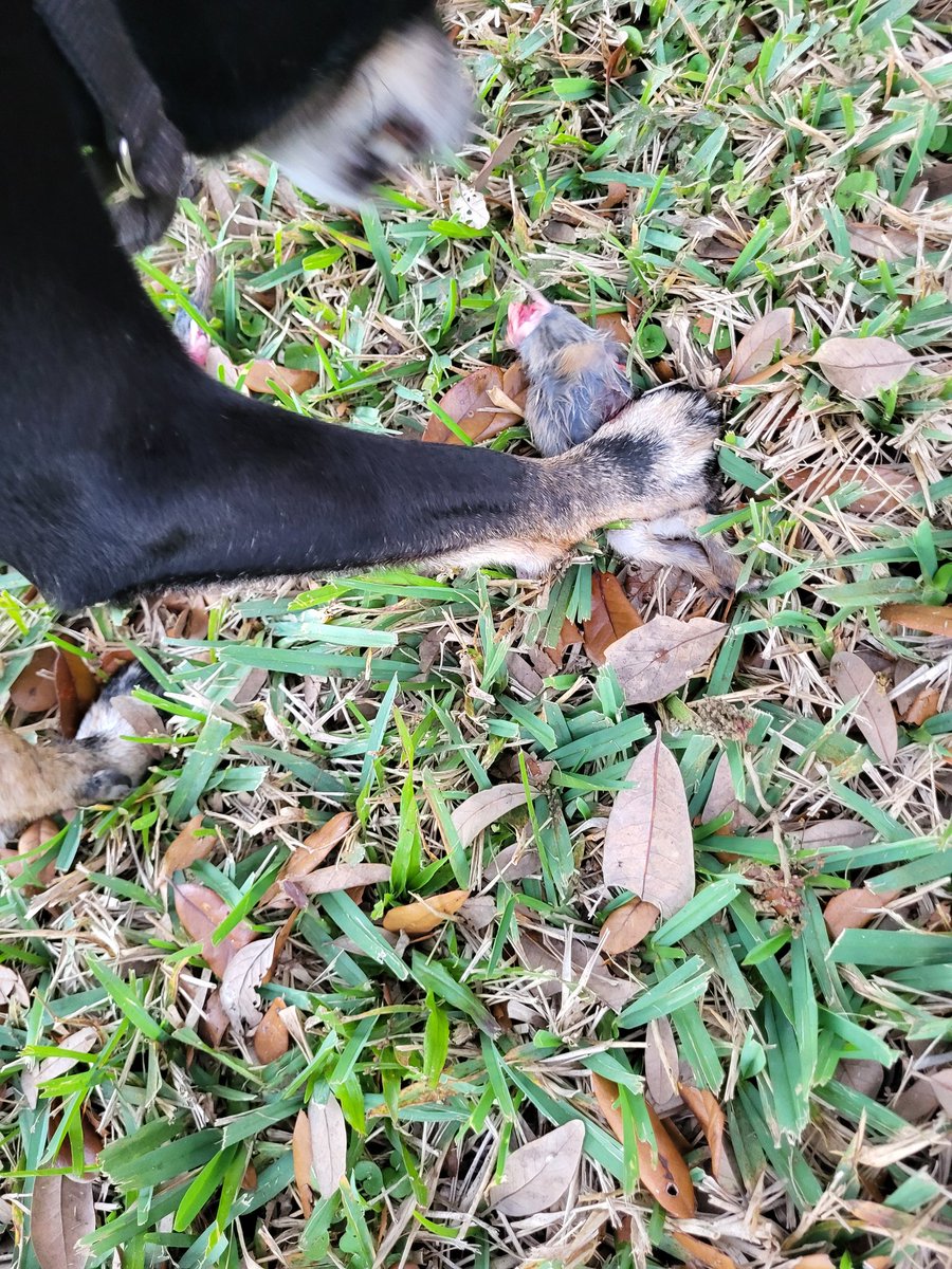 Hudson is a Dog tweet media